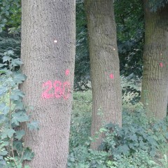 Tajemnicze znaki na drzewach.
